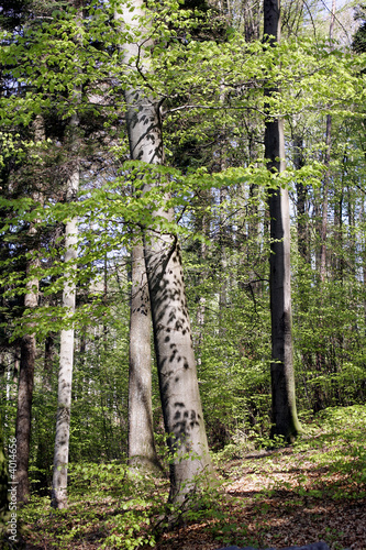 Frühlingswald photo