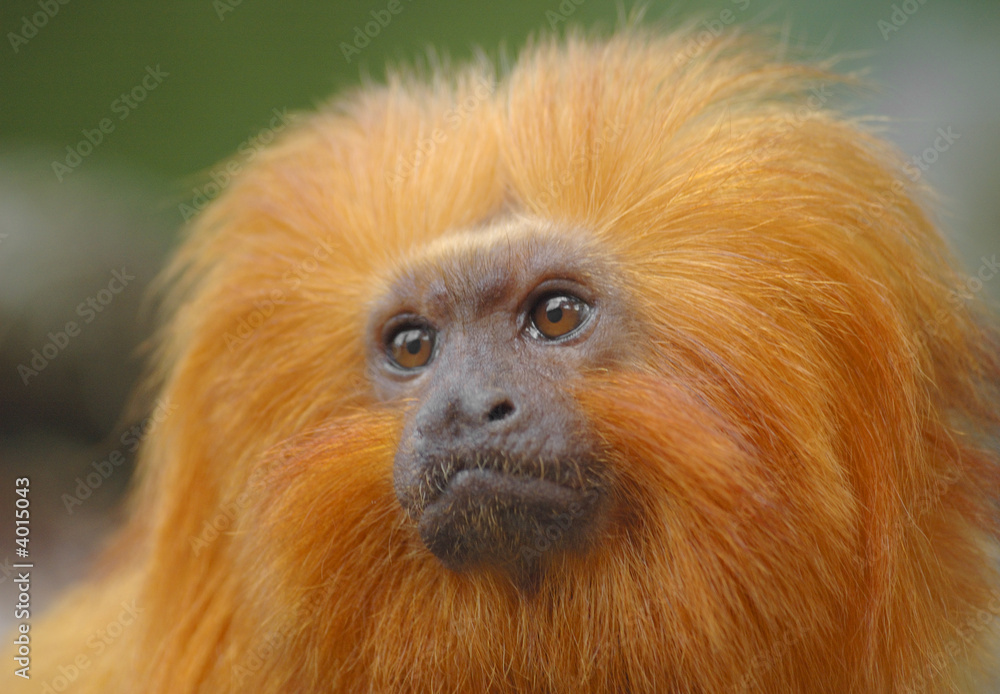 golden lion tamarin golden lion tamarin