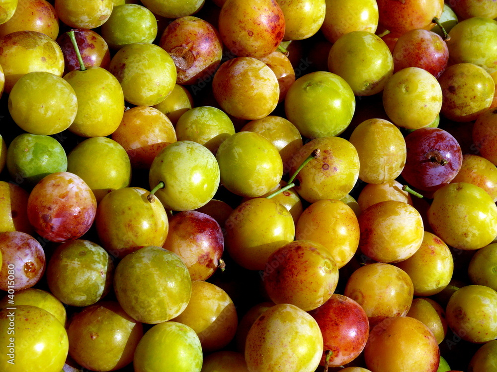 Tas de mirabelles après la cueillette