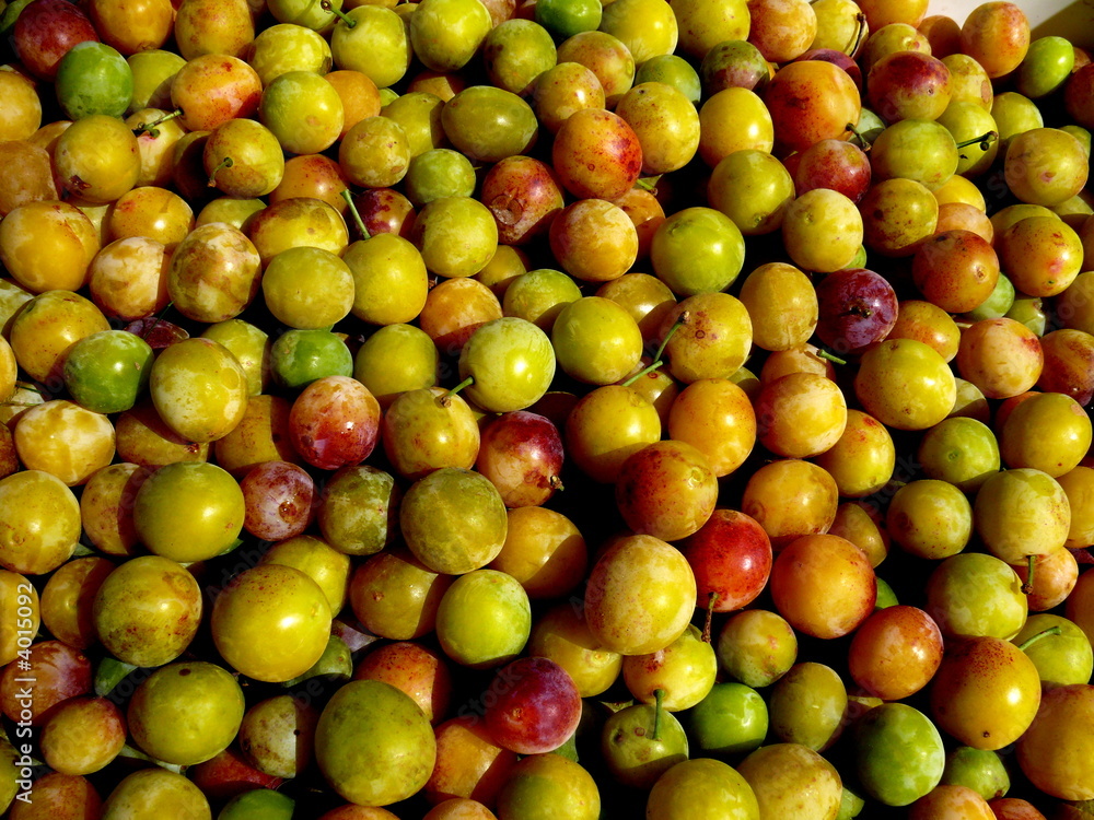 Mirabelles après la cueillette Mirabelles après la cueillette