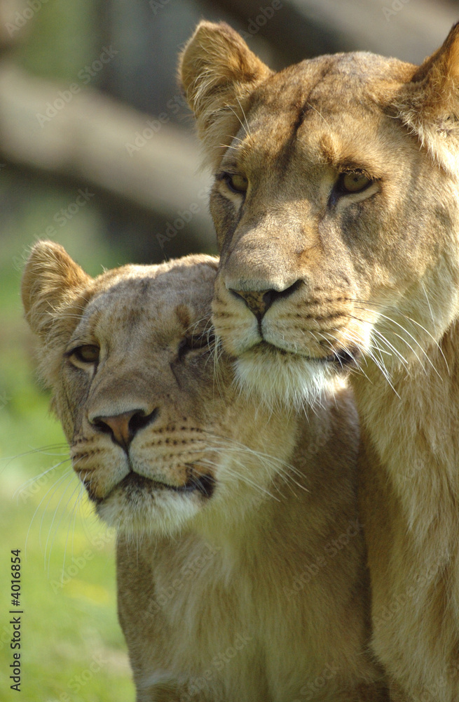 Obraz premium lioness and cub