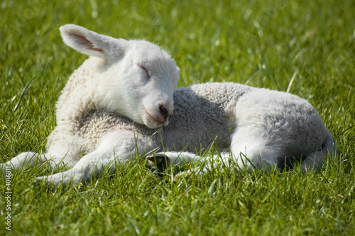 Fotografie, Obraz lamb sleeping