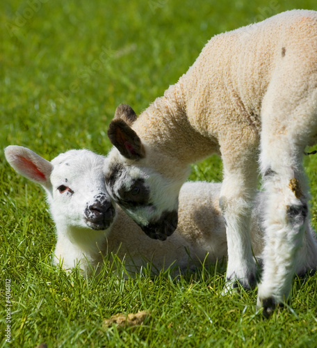 lambs