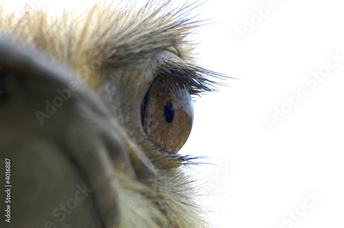 ostrich eye