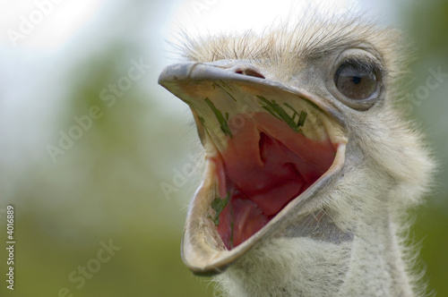 osrtich yawn