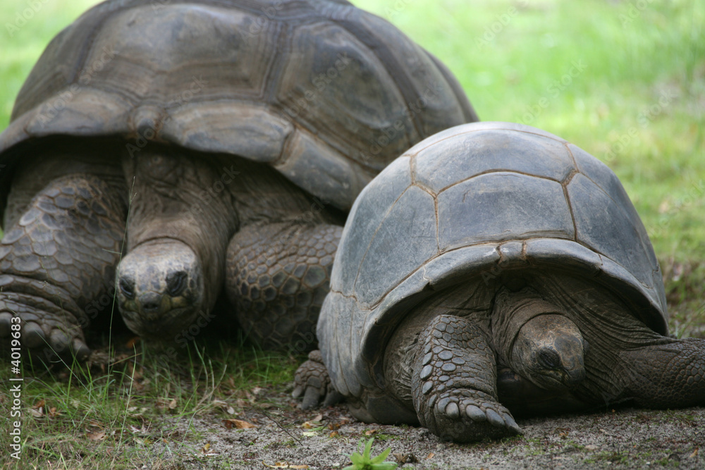 Fototapeta premium Seychellen-Riesenschildkröte