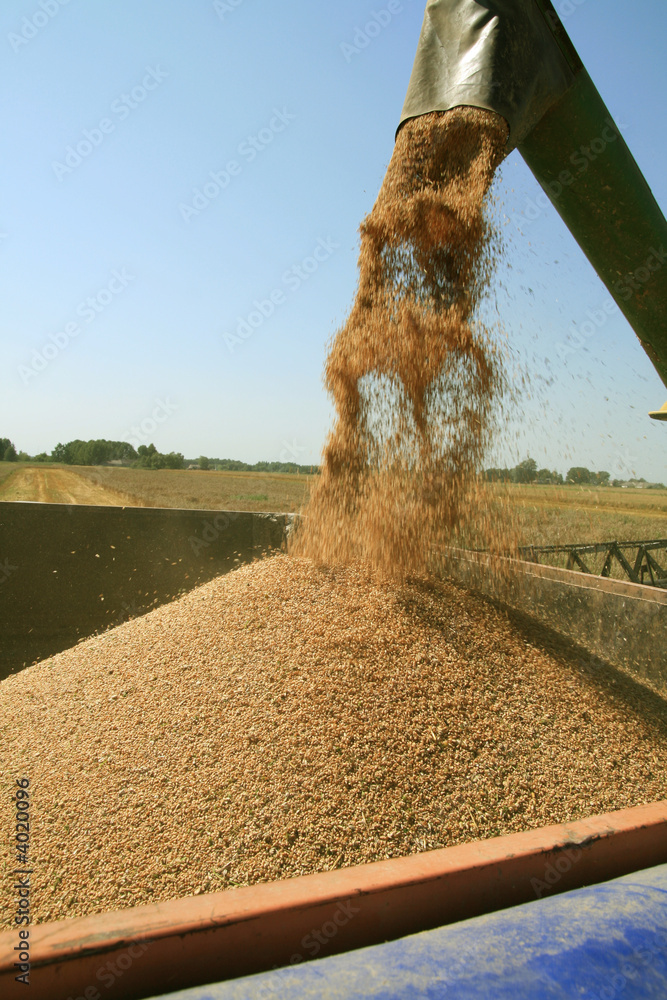 Obraz premium Harvest time
