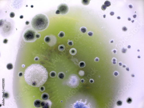 food bacteria