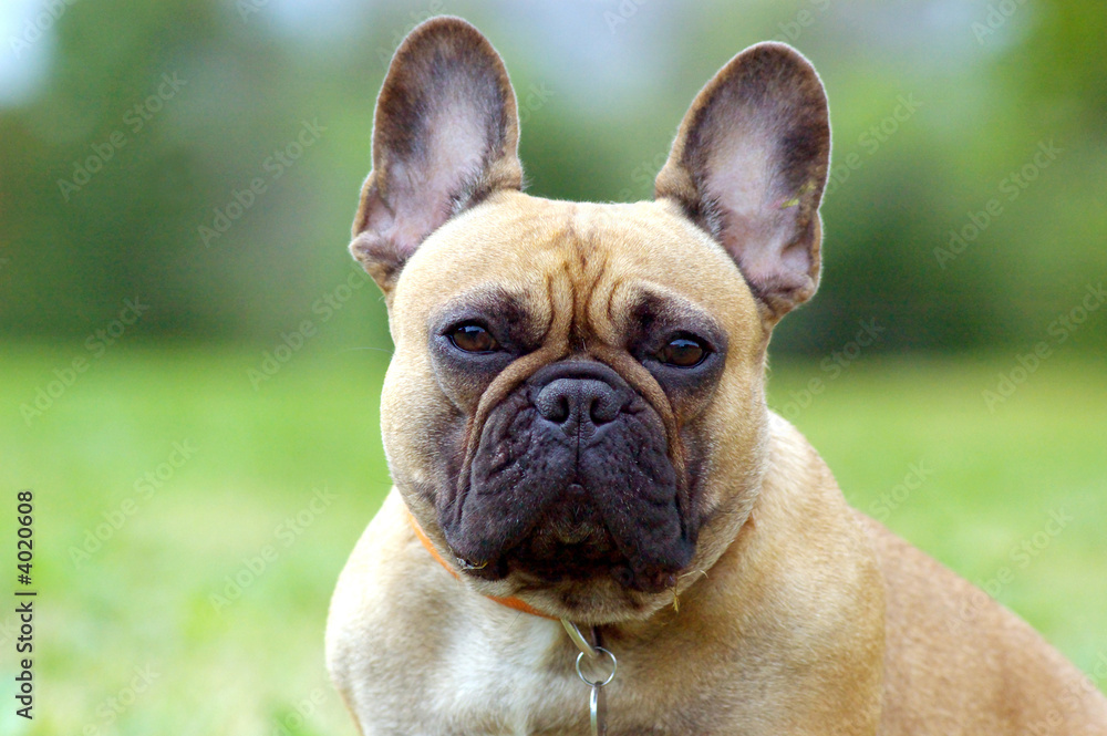 French Booldog, dog portrait closeup