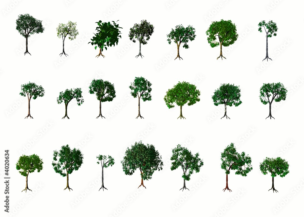 Trees. Summer Trees. Summer