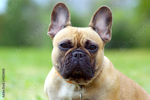 French Booldog, dog portrait closeup © Natalia Guseva