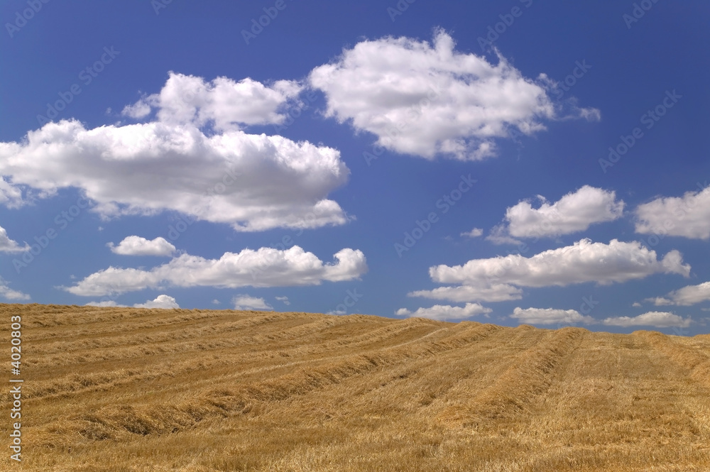 Field of hay.