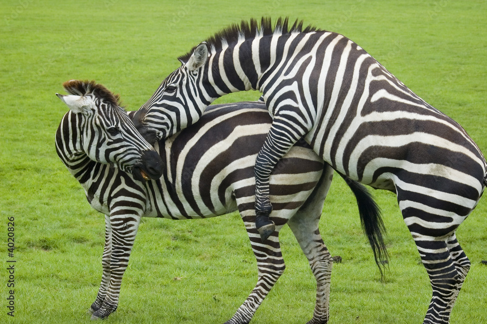 zebra love making