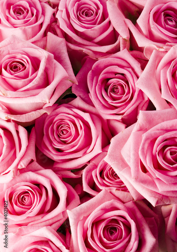 Pink roses