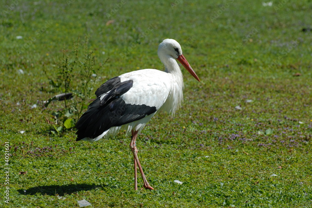 cicogna cicogna
