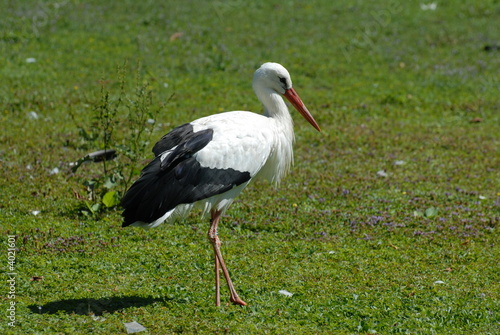 cicogna