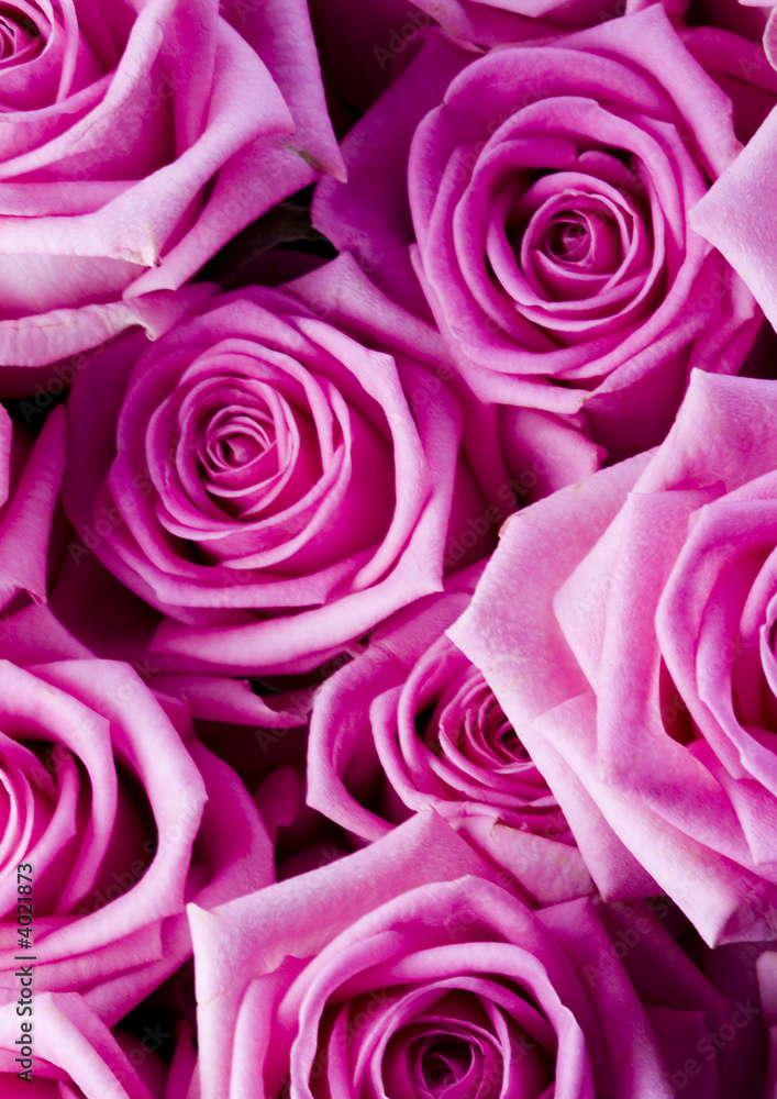 Pink roses Pink roses