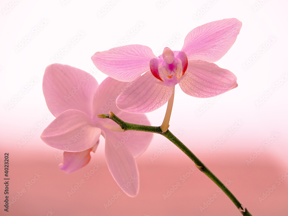Naklejka premium Orchid