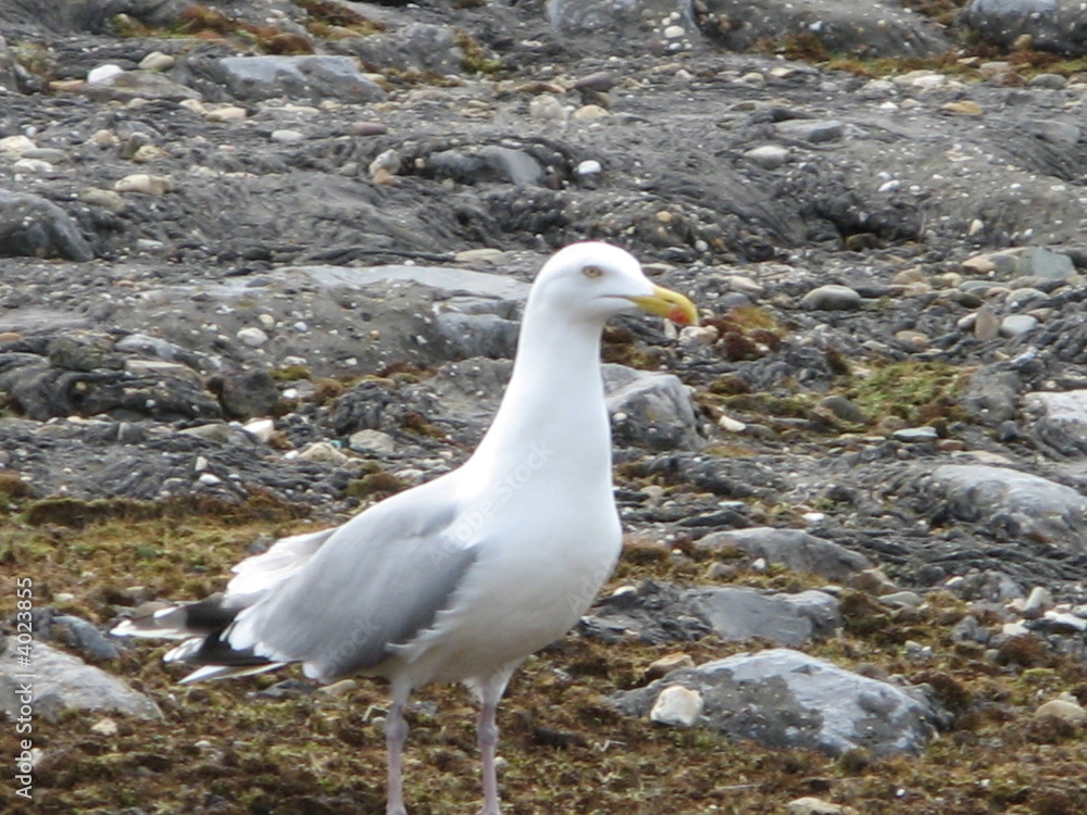 mouette
