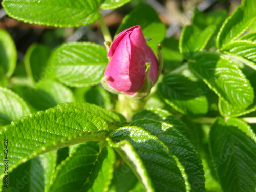 Pink wild rose