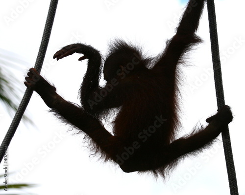 orangutan's baby dancing, shiluette