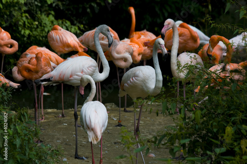 Flamingos in a zoo