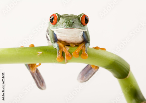 Frog on bamboo photo