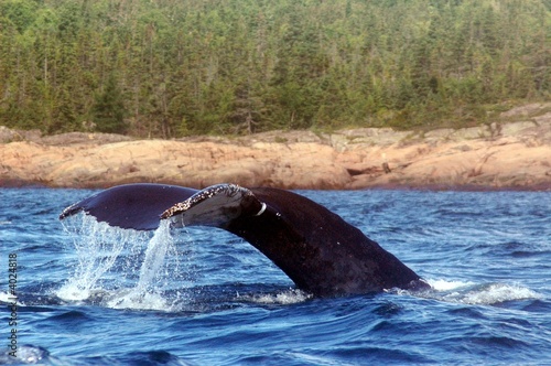whale diving in St. Lawrence River, photo