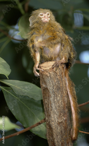 pygmy marmoset