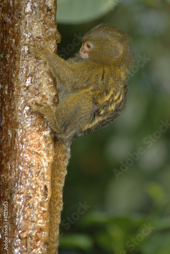 pygmy marmoset