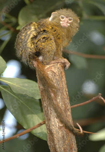 pygmy marmoset