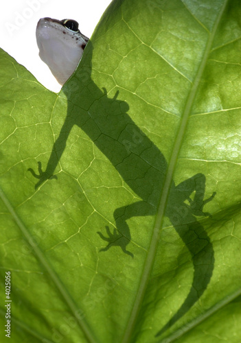 leopard gecko on leaf