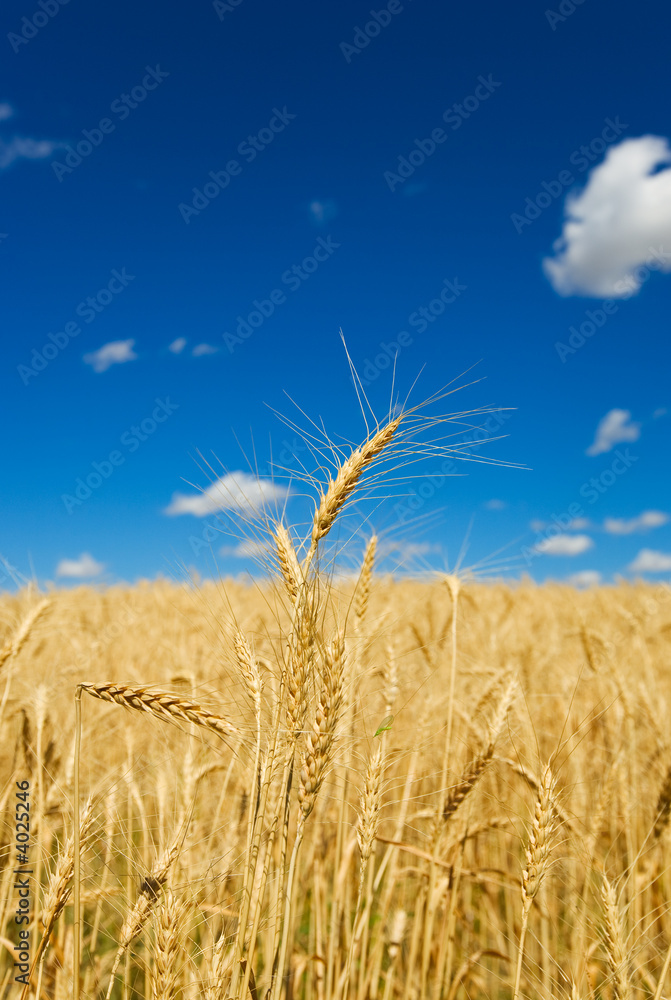 Obraz premium Wheat harvest