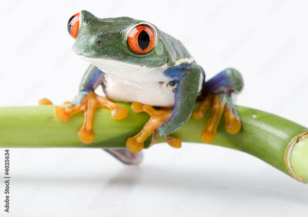 Obraz premium Frog on bamboo