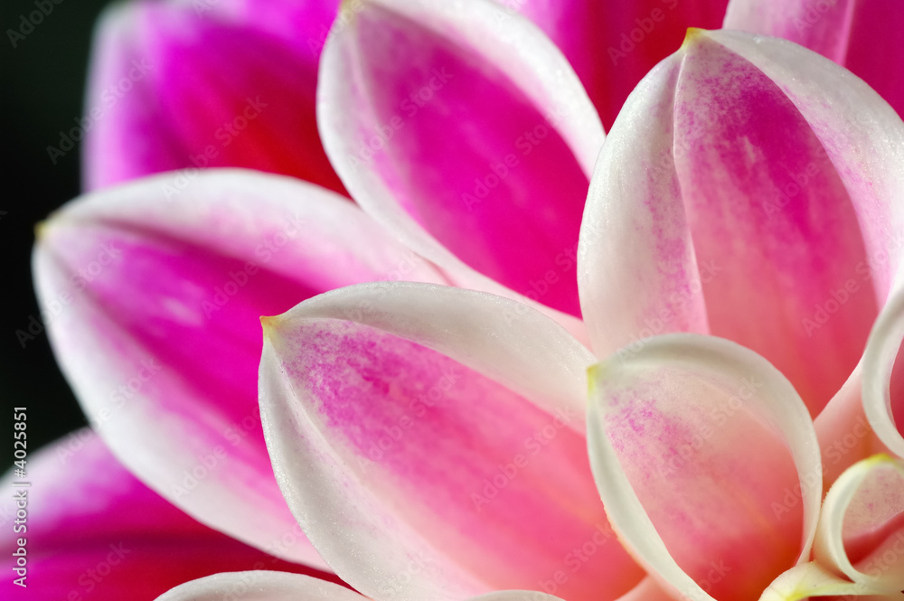 Fototapeta premium FLOWER DAHLIA