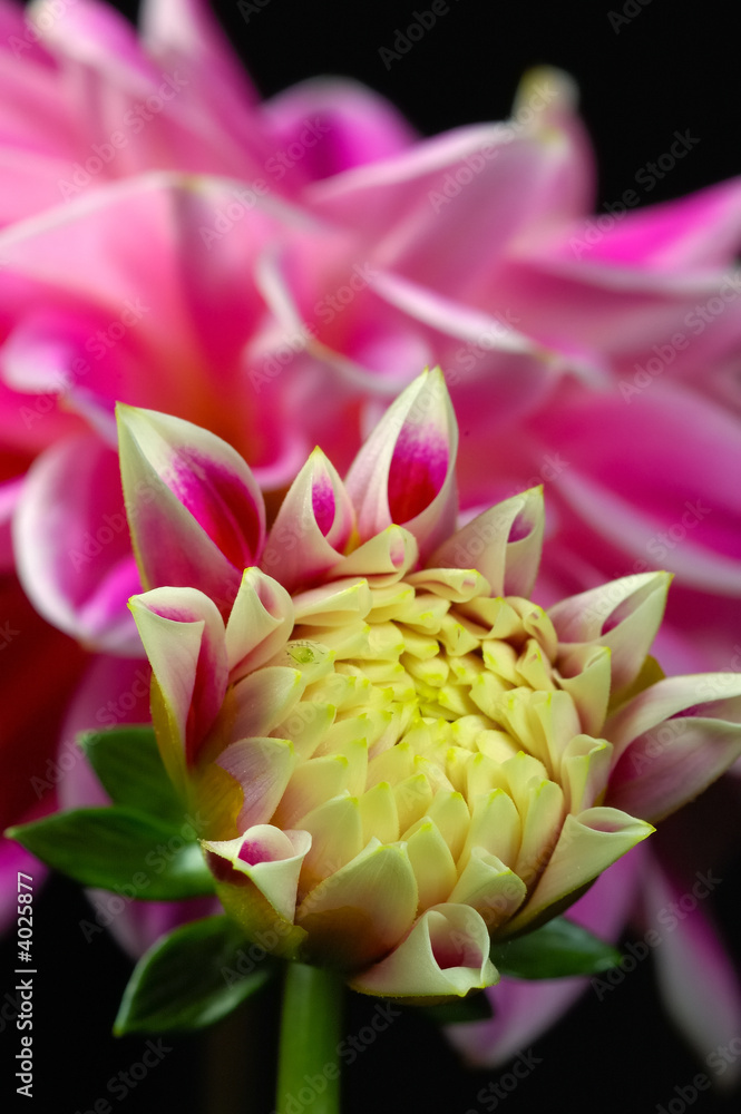 FLOWER DAHLIA