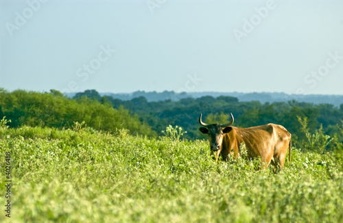 Cow in Pasture #1