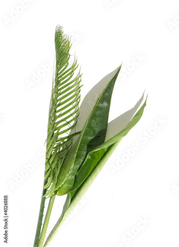 feuilles   palmier arum et str  litzia