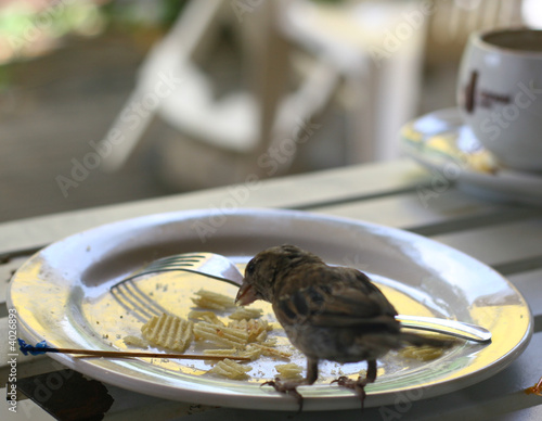 Canvas-taulu Scavenging Sparrow