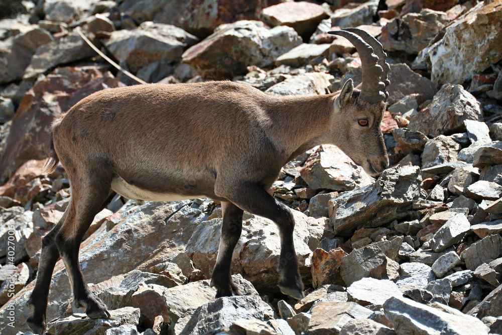 Naklejka premium Bouquetin