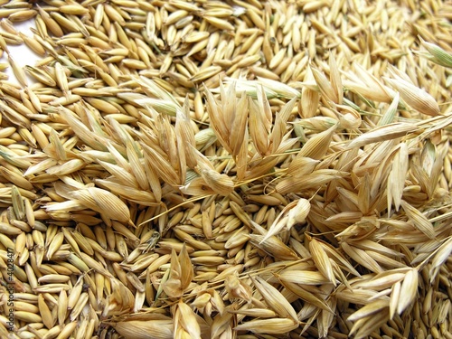 ripe oat grains and ears