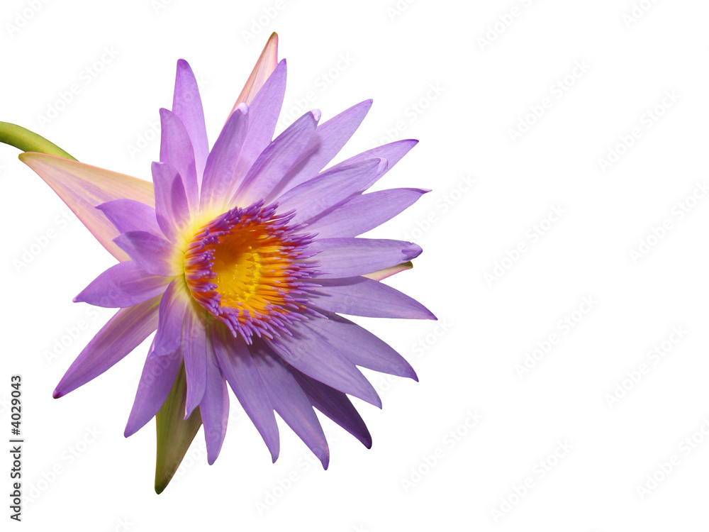 Fototapeta premium Water lily