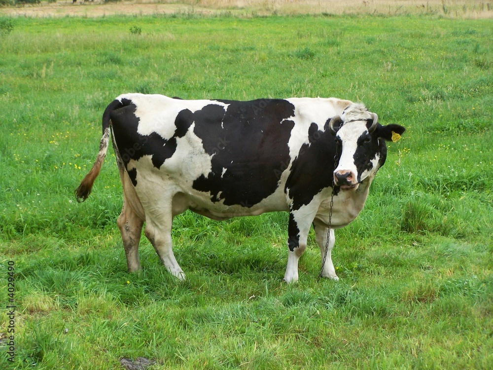 cow on the field