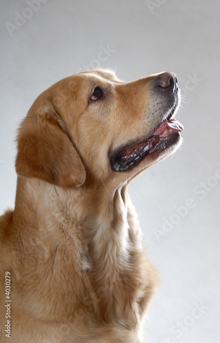 dog a1