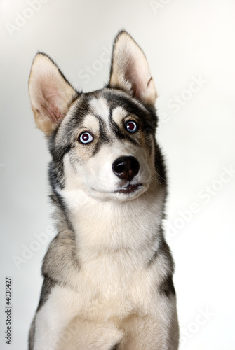 dog s6