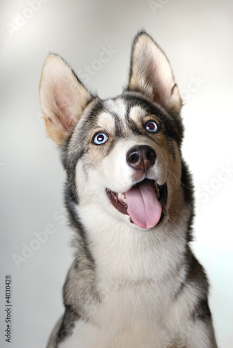 dog s5