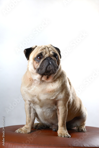 dog s4