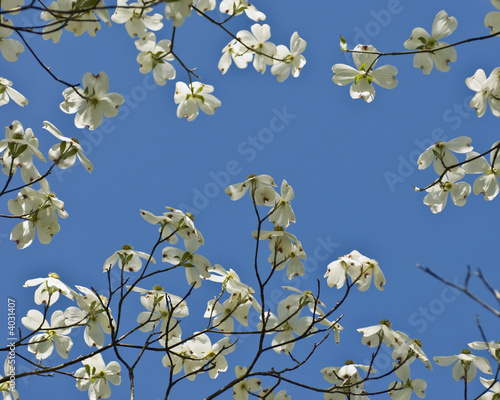 Dogwood Blossoms