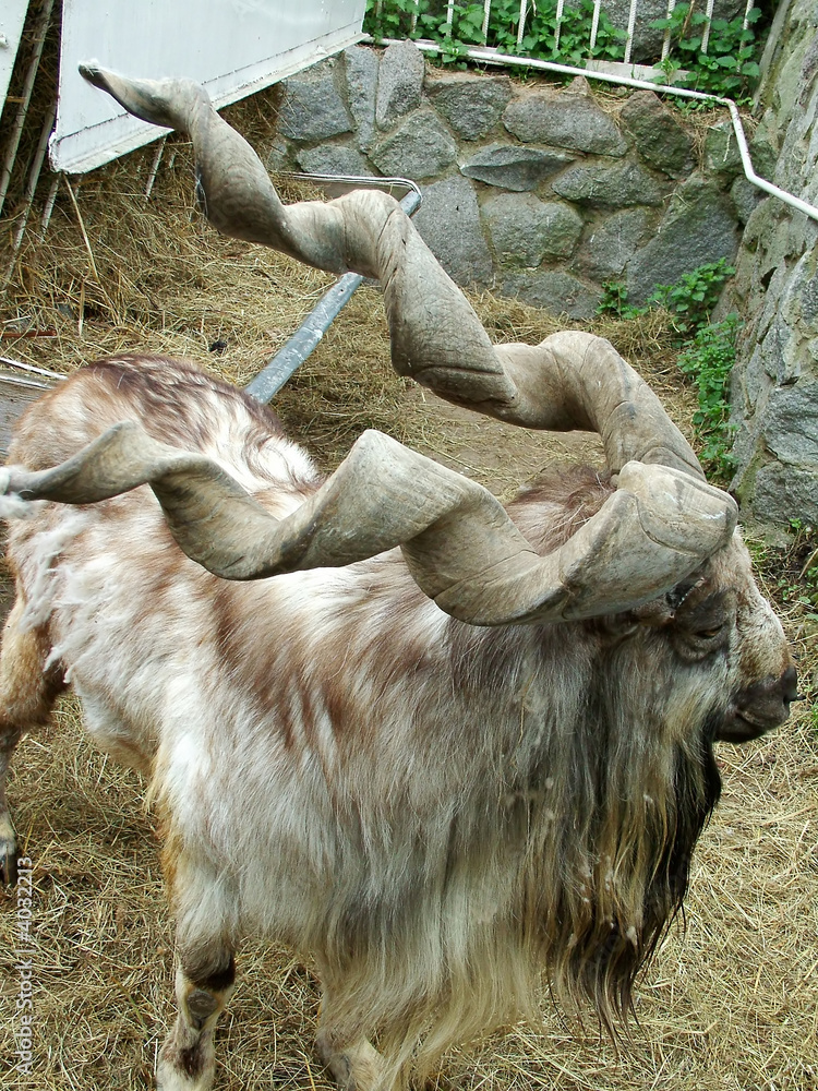 Goat 1 Goat 1