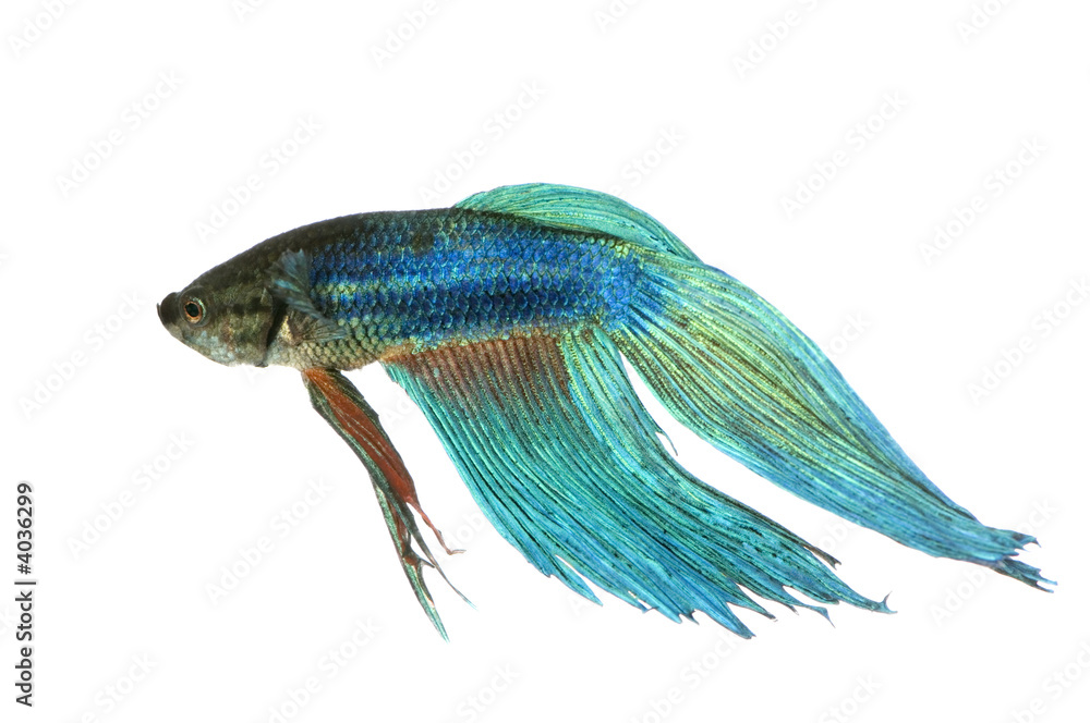 Siamese fighting fish Siamese fighting fish